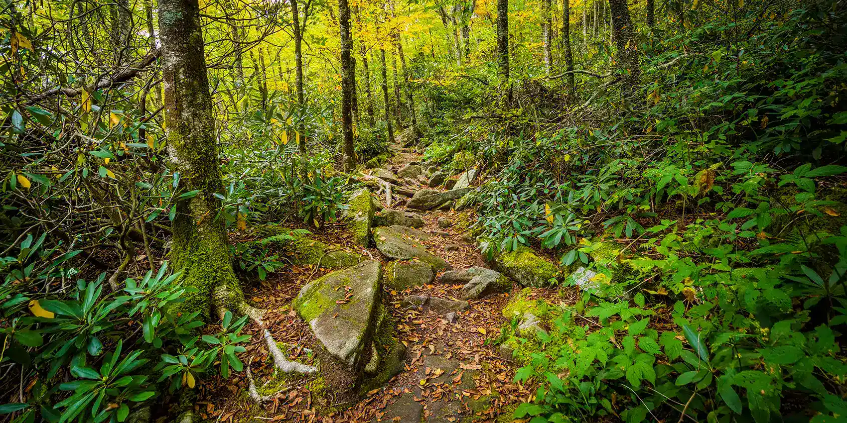 header green forest path